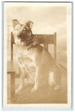 c1930 Pastor Alemán Perro Sentado en Silla RPPC Foto Sin Publicar Postal De Colección segunda mano  Embacar hacia Argentina