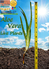 plants aloe vera organic for sale  Newport