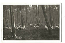 Landes sheep winter d'occasion  Expédié en Belgium