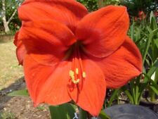 Amaryllis bulb red for sale  Greenwood