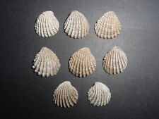 Bartonian eocene venericardia for sale  RINGWOOD