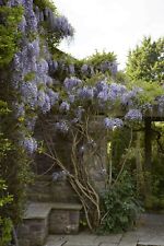 Purple wisteria tree for sale  Atlanta