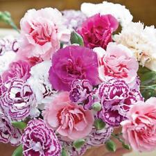 Pack dianthus mixed for sale  Shipping to Ireland