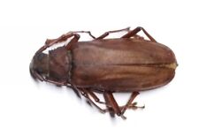 Insect cerambycidae mallodon d'occasion  Expédié en Belgium