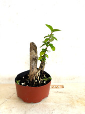 Premna microphylla japanese for sale  USA