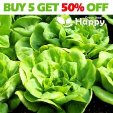 Vegetable seeds lettuce for sale  Shipping to Ireland