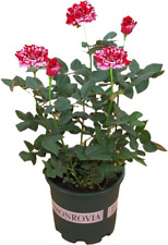 Rose plants live for sale  Denver
