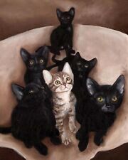 Black tabby kittens for sale  Broomfield