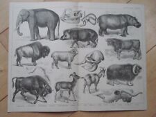 Elephant animals genuine for sale  NORWICH
