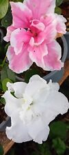 Gorgeous rhododendron plant for sale  COLCHESTER