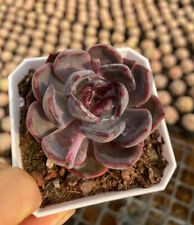 Echeveria blackberry . for sale  Ireland