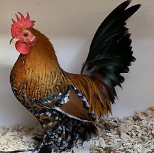 6 Gold Millefleur Sablepoot hatching eggs for sale  NEWENT