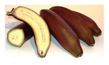 Rote banane selten gebraucht kaufen  Kallmünz