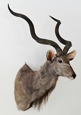 Großer kudu schultermontage gebraucht kaufen  Neustadt