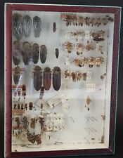Cabinet curiosité entomologie d'occasion  La Bernerie-en-Retz