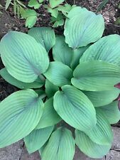 Hosta 'Holar Mystic Purple' Lily Plant Shipping Spring 2024, used for sale  Shipping to South Africa