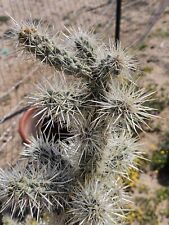Silver cholla cylindropuntia for sale  Altadena
