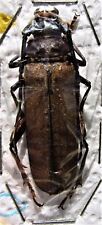 Longhorn beetle callipogon for sale  Jupiter