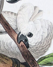 pappagalli cacatua usato  Urbino