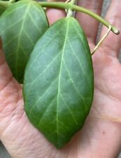 Hoya obscura unrooted for sale  DIDCOT