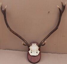 deer antler mounting plaque for sale  LEEK