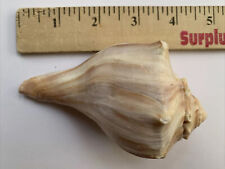 Whelk (Busycon Carica) Seashell 114mm for sale  Shipping to South Africa