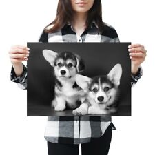Cute corgi puppies for sale  SELBY