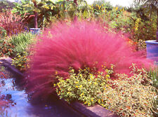 Pink muhly grass for sale  Massillon