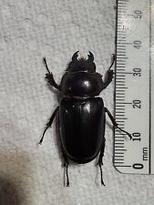 Stag Beetle Lucanus capreolus 34.52mm Female Indiana #K50 Beetle Insect, used for sale  Shipping to South Africa