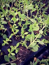 Lippia nodiflora seminiera usato  Marsala