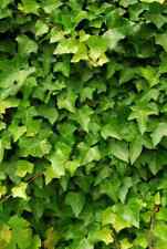 English ivy 12 for sale  Staten Island
