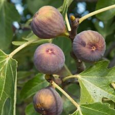 brown turkey fig tree for sale  Shipping to Ireland