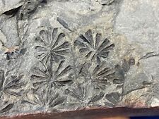 pflanzen fossilien gebraucht kaufen  Saarbrücken