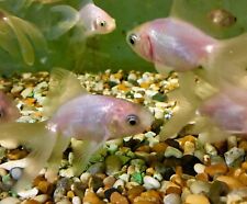 White fantail goldfish for sale  UK