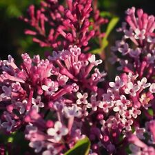 Syringa flowerfesta purple for sale  GLASGOW