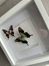 Schmetterling sammlung gebraucht kaufen  Rendsburg