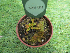Venus flytrap giant for sale  DONCASTER