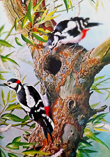 Great spotted woodpeckers. for sale  NELSON