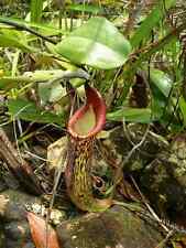 Nepenthes Fusca ~ Sarawak Impressionante Planta Jarro ~ Muito Raro 5 Sementes ~ comprar usado  Enviando para Brazil