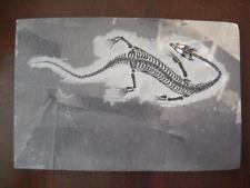 Keichousaurus fossil juvenile for sale  Shipping to Ireland