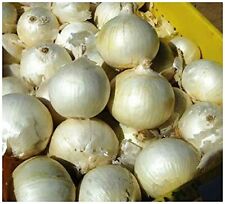 Vegetable onion white for sale  HIGH WYCOMBE