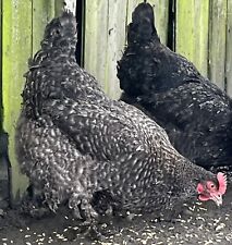 large fowl hatching eggs for sale  POULTON-LE-FYLDE