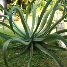 Agave vilmoriniana. octopus for sale  Inglewood