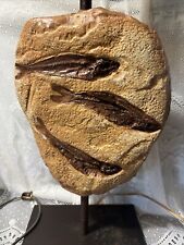 Vintage fish fossil for sale  Quakertown