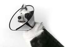 Collare elisabettiano chirurgico protettivo per cani gatti trasparente velcro usato  Noci