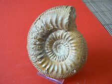 Ammonite bajocien evrecy d'occasion  Pavilly