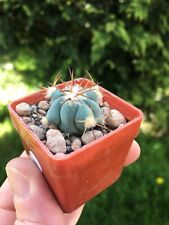 Rare echinocactus hybrid for sale  UK