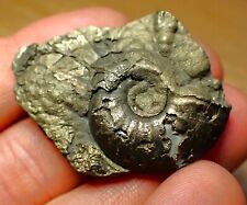 Gleviceras glevense ammonite for sale  BRISTOL