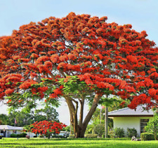 Royal poinciana flamboyant for sale  Miami