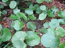 Brazilian pennywort ground d'occasion  Expédié en Belgium